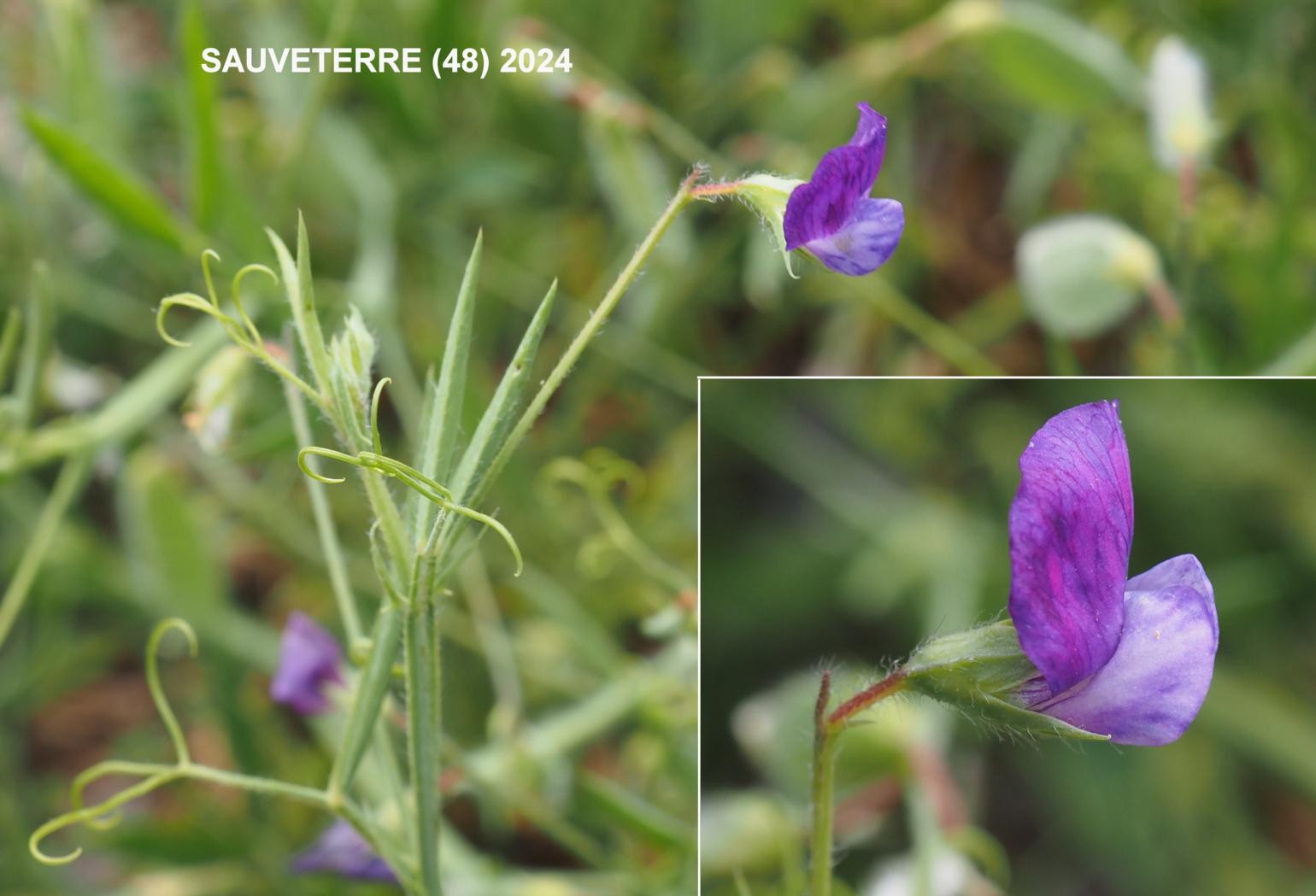 Vetchling, Hairy